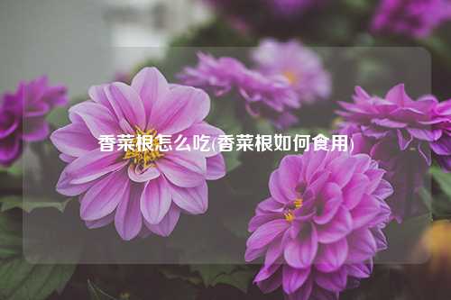 香菜根怎么吃(香菜根如何食用) 种植业