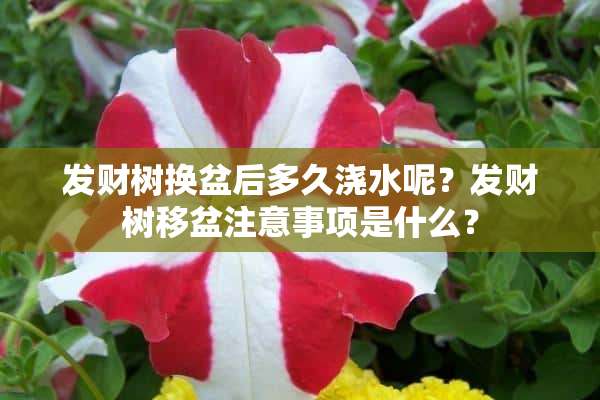 发财树换盆后多久浇水呢？发财树移盆注意事项是什么？