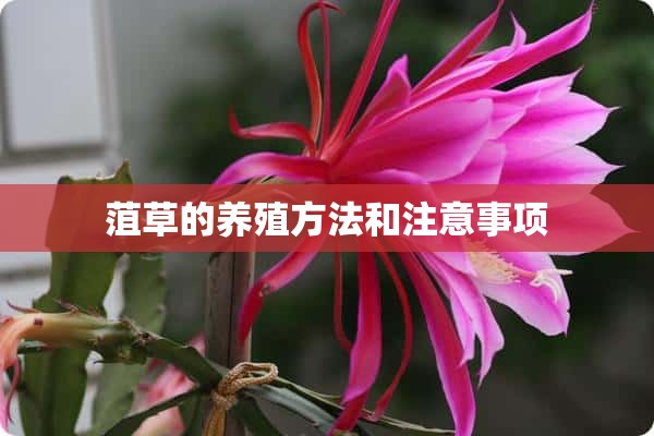 菹草的养殖方法和注意事项