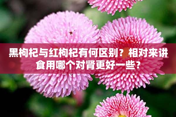 黑枸杞与红枸杞有何区别？相对来讲食用哪个对肾更好一些？