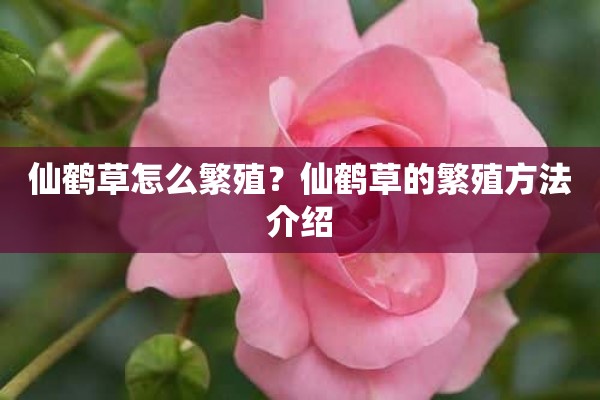 仙鹤草怎么繁殖？仙鹤草的繁殖方法介绍