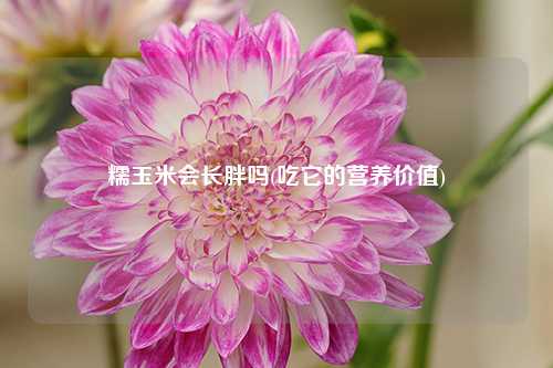 糯玉米会长胖吗(吃它的营养价值) 种植业