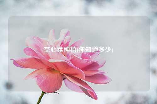 空心菜种植(你知道多少) 种植业