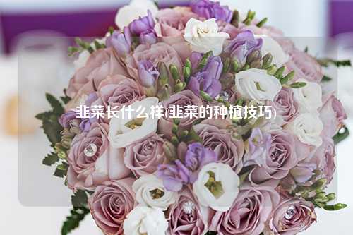 韭菜长什么样