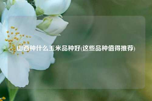 山西种什么玉米品种好(这些品种值得推荐) 种植业