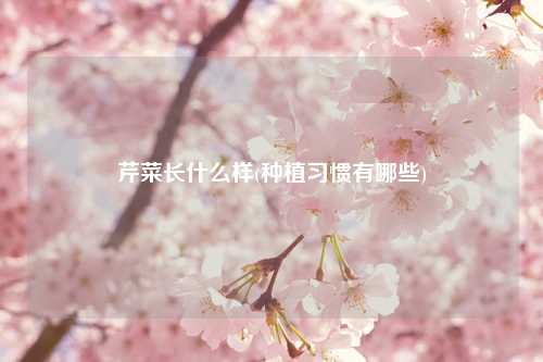 芹菜长什么样