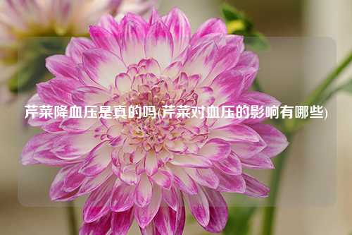 芹菜降血压是真的吗(芹菜对血压的影响有哪些) 种植业