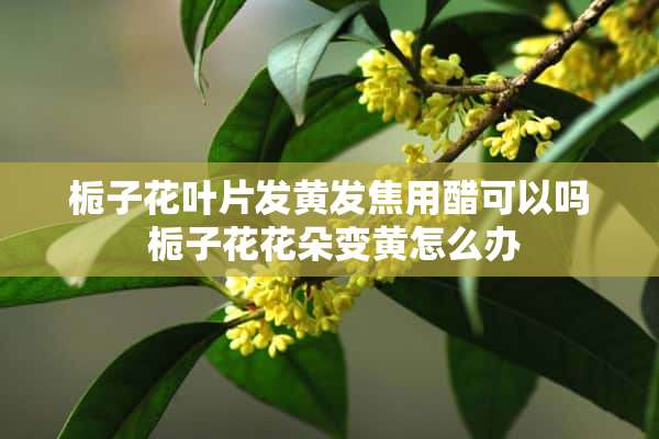 栀子花叶片发黄发焦用醋可以吗 栀子花花朵变黄怎么办