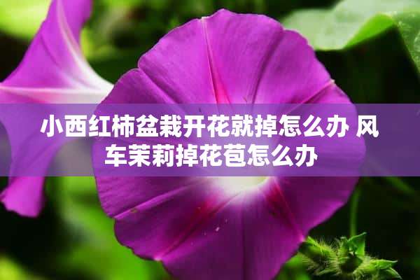 小西红柿盆栽开花就掉怎么办 风车茉莉掉花苞怎么办