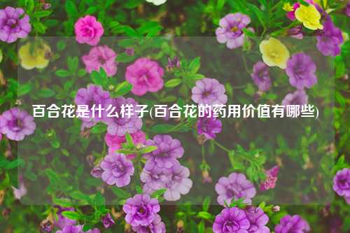 百合花是什么样子