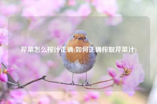 芹菜怎么榨汁正确(如何正确榨取芹菜汁) 种植业