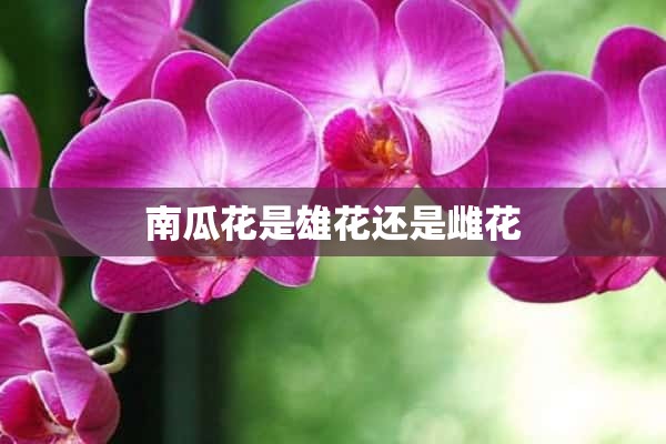 南瓜花是雄花还是雌花