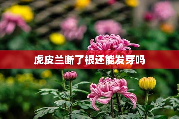 虎皮兰断了根还能发芽吗