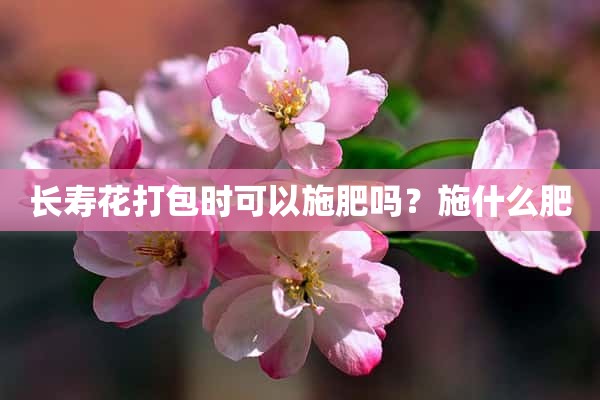 长寿花打包时可以施肥吗？施什么肥