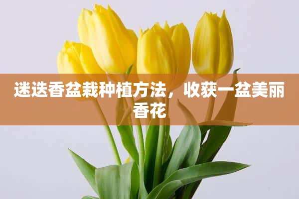 迷迭香盆栽种植方法，收获一盆美丽香花