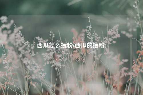 西瓜怎么授粉(西瓜的授粉) 种植业