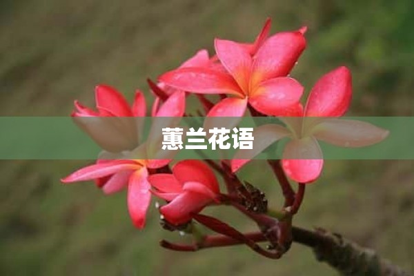 蕙兰花语