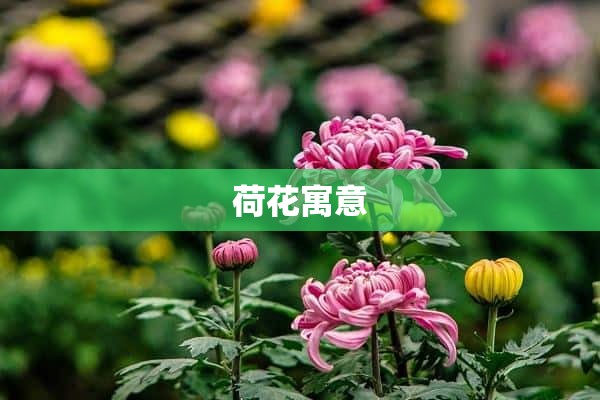 荷花寓意