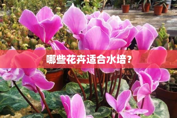 哪些花卉适合水培？