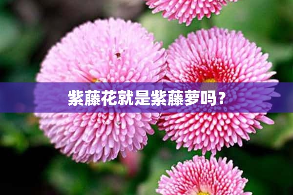 紫藤花就是紫藤萝吗？