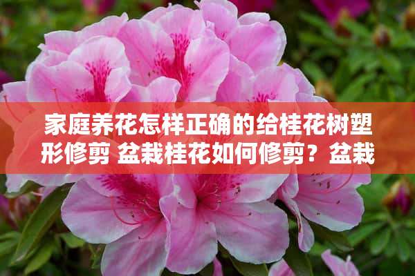 家庭养花怎样正确的给桂花树塑形修剪 盆栽桂花如何修剪？盆栽桂花如何修剪