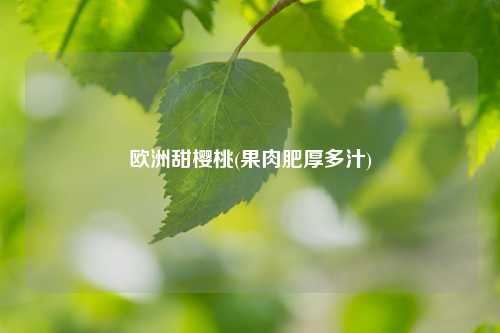 欧洲甜樱桃(果肉肥厚多汁) 种植业