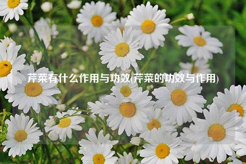 芹菜有什么作用与功效(芹菜的功效与作用) 种植业