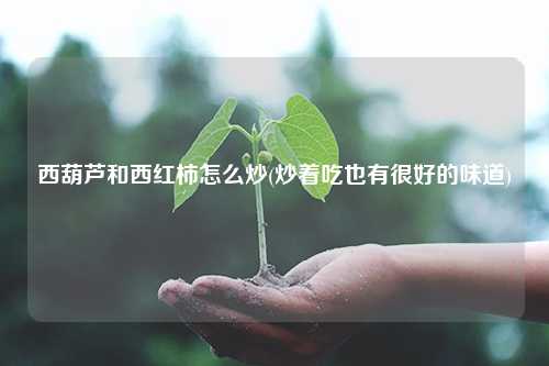 西葫芦和西红柿怎么炒(炒着吃也有很好的味道) 种植业