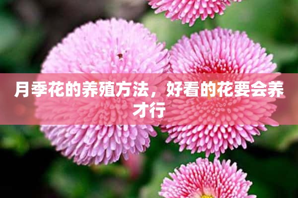 月季花的养殖方法，好看的花要会养才行