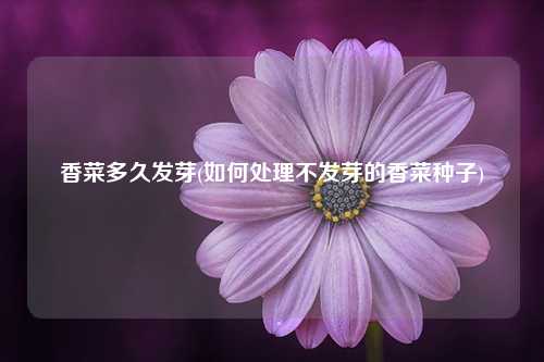 香菜多久发芽(如何处理不发芽的香菜种子) 种植业