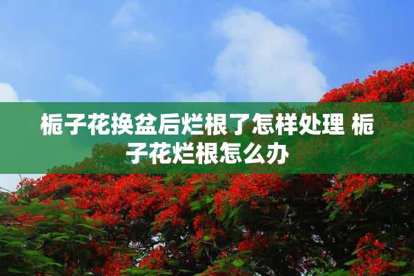 栀子花换盆后烂根了怎样处理 栀子花烂根怎么办