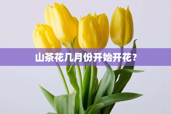 山茶花几月份开始开花？