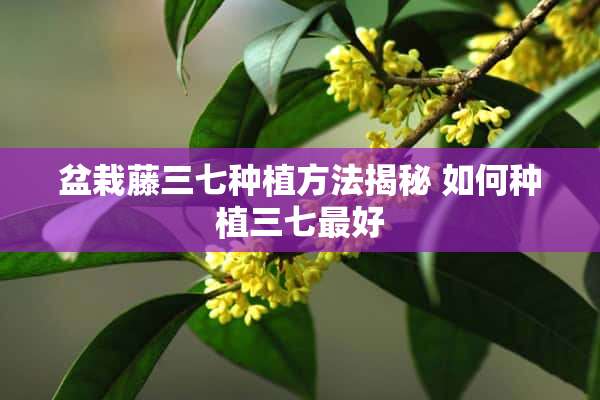 盆栽藤三七种植方法揭秘 如何种植三七最好