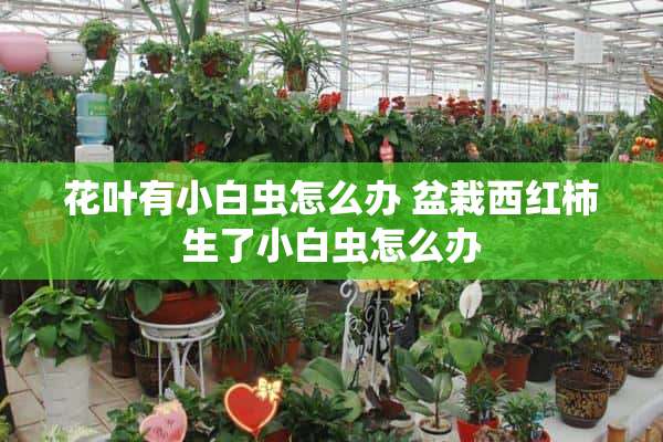 花叶有小白虫怎么办 盆栽西红柿生了小白虫怎么办