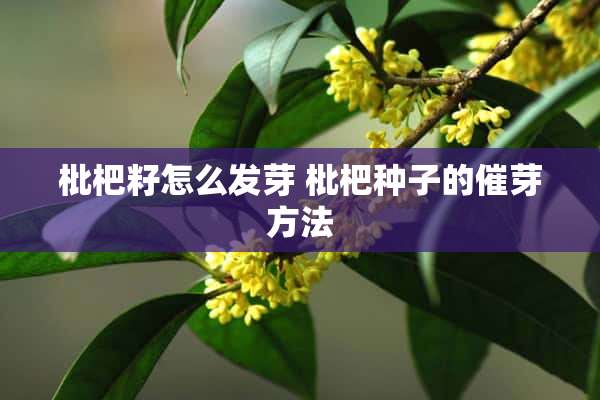 枇杷籽怎么发芽 枇杷种子的催芽方法