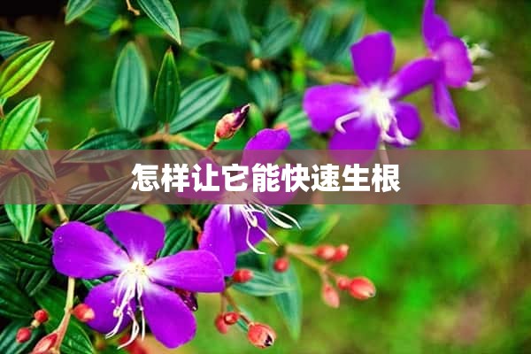 怎样让它能快速生根