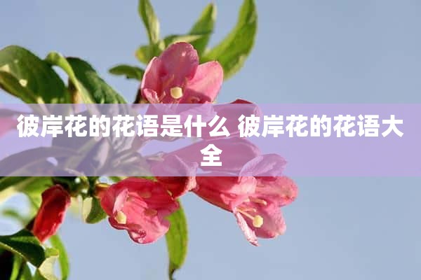 彼岸花的花语是什么 彼岸花的花语大全