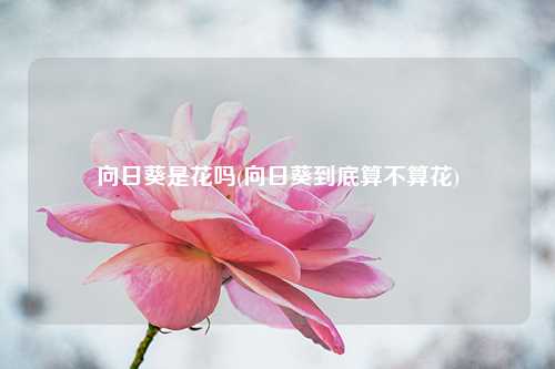 向日葵是花吗