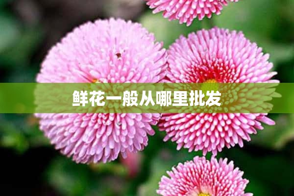 鲜花一般从哪里批发