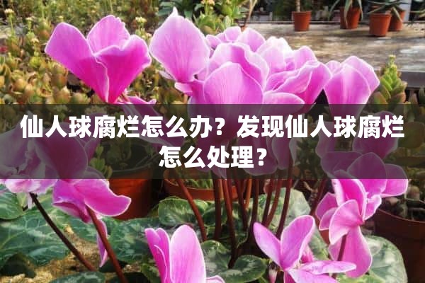 仙人球腐烂怎么办？发现仙人球腐烂怎么处理？