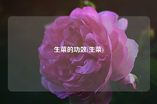 生菜的功效