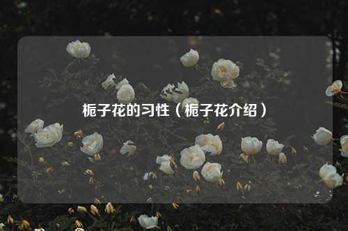 栀子花的习性（栀子花） 花卉