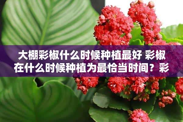 大棚彩椒什么时候种植最好 彩椒在什么时候种植为最恰当时间？彩椒在什么