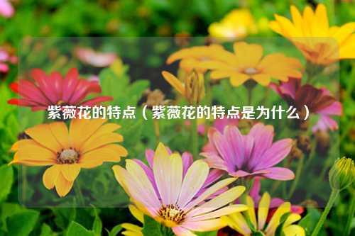 紫薇花的特点（紫薇花的特点是为什么） 花卉