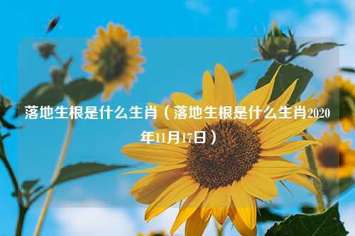 落地生根是什么生肖（落地生根是什么生肖2020年11月17日） 花卉