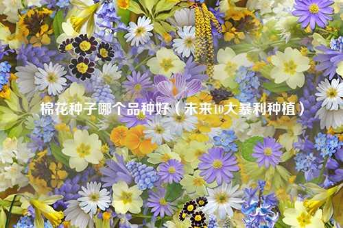 棉花种子哪个品种好（未来10大暴利种植） 花卉