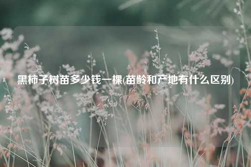 黑柿子树苗多少钱一棵(苗龄和产地有什么区别) 种植业