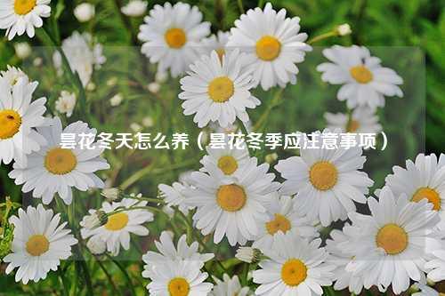 昙花冬天怎么养（昙花冬季应注意事项） 花卉