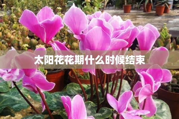 太阳花花期什么时候结束