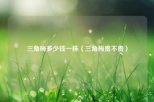 三角梅多少钱一株（三角梅贵不贵） 花卉